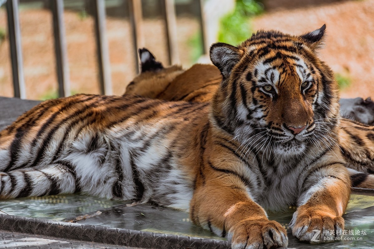 昆明野生動物園行攝