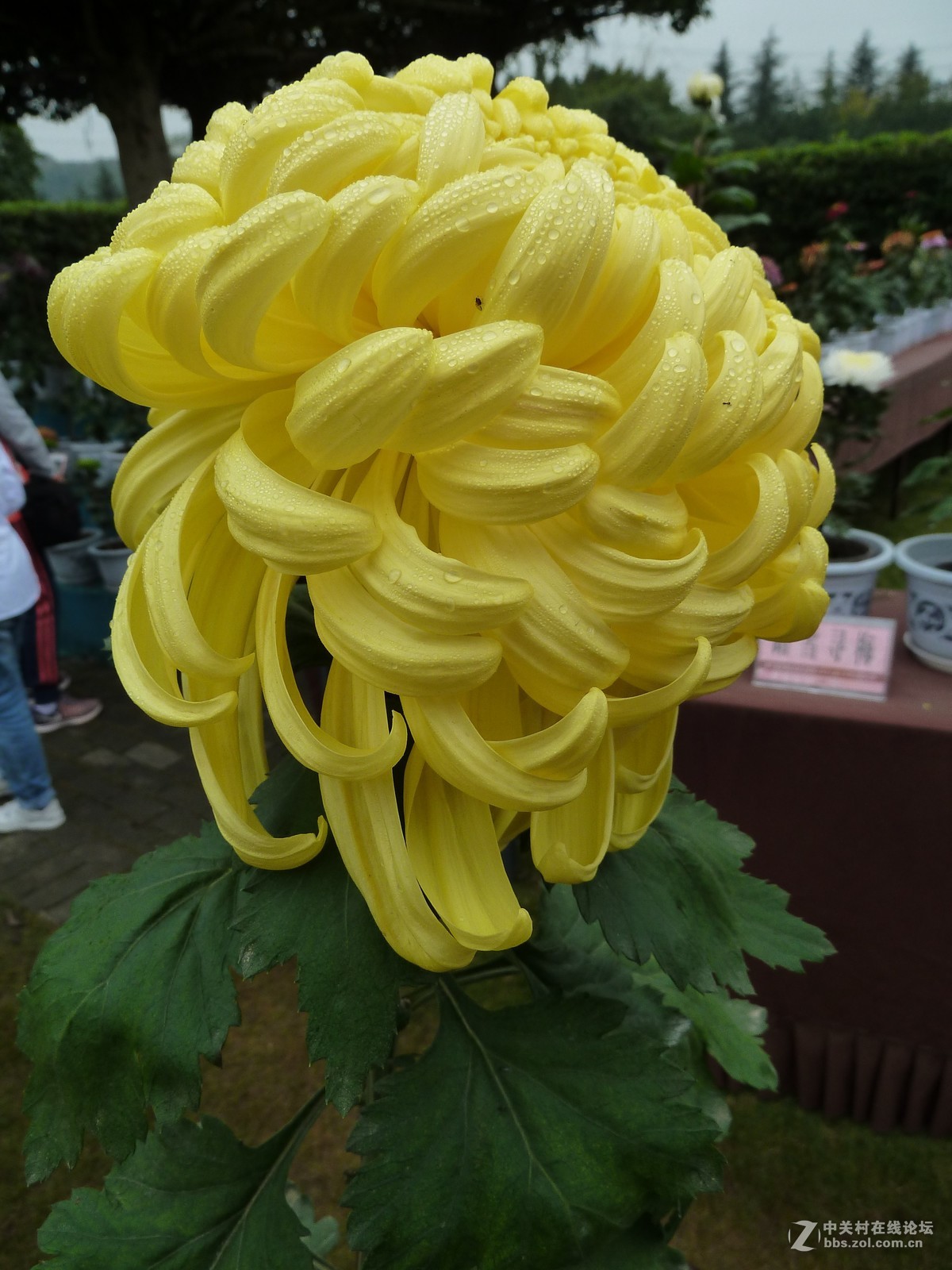 2018重庆园博园菊展2