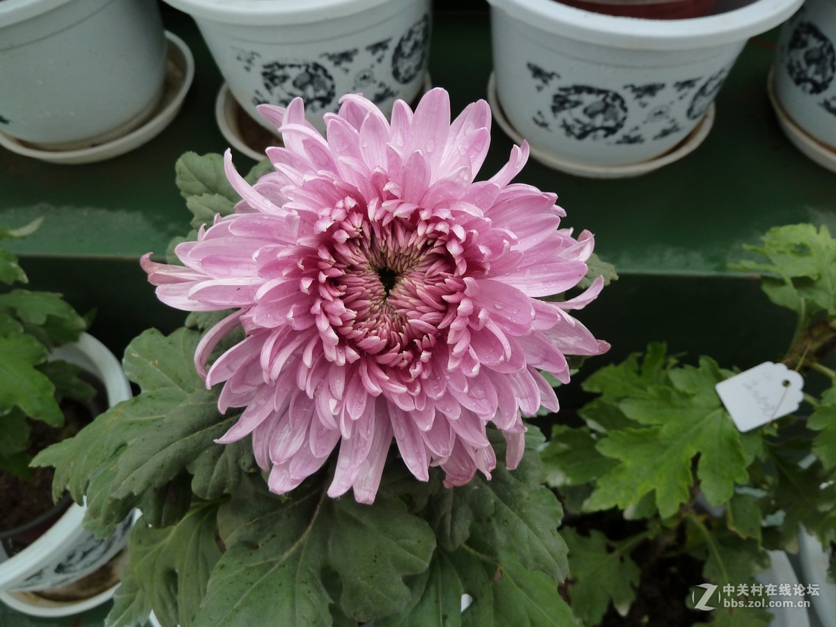 2018重庆园博园菊展2