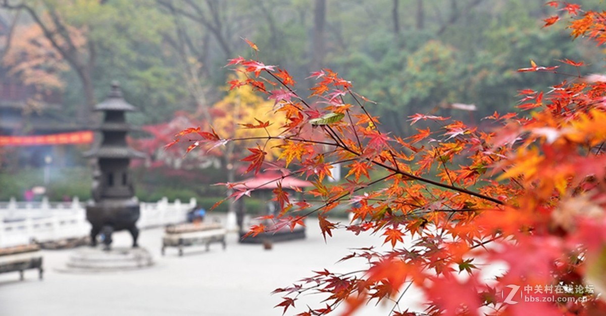 栖霞秋色美（三）