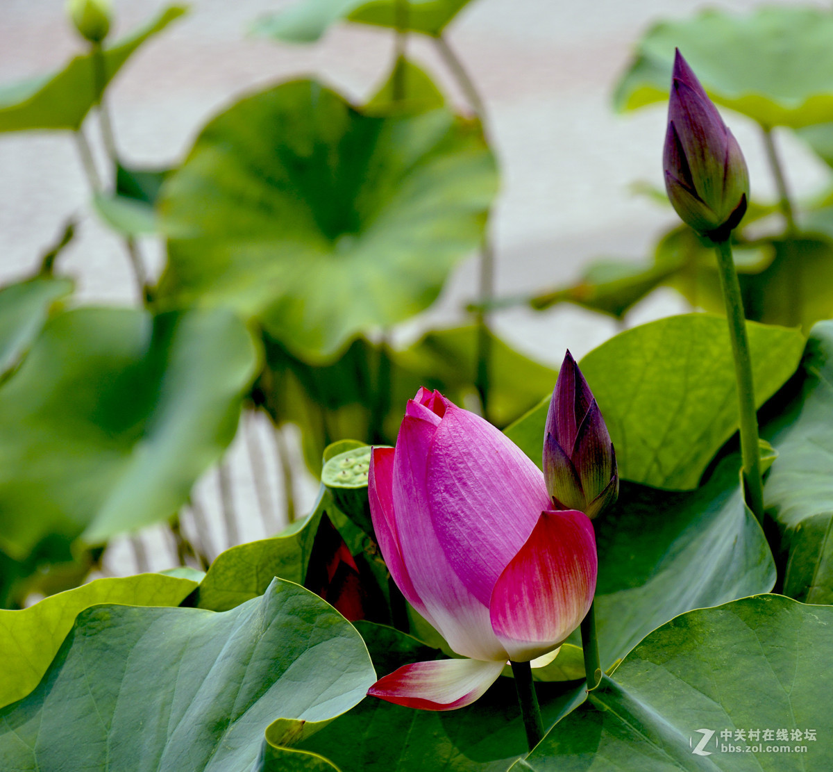 a77北京蓮花池公園的荷花