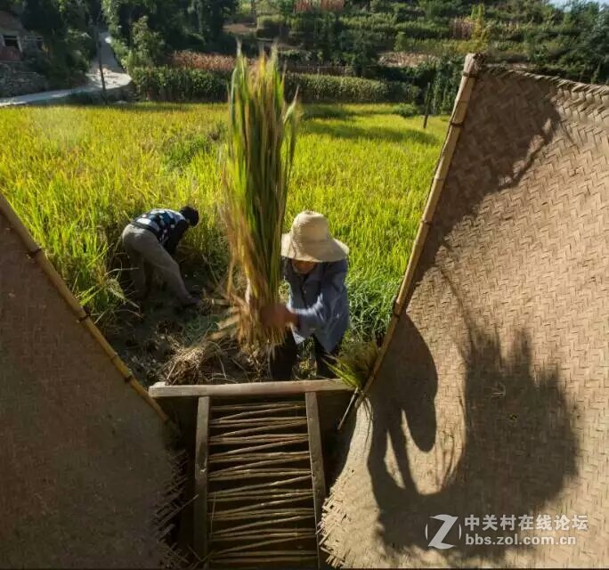 人醉稻香四溢处,   斩获丰收喜悦时