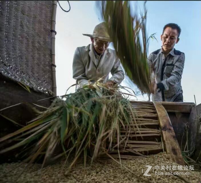 人醉稻香四溢处,   斩获丰收喜悦时