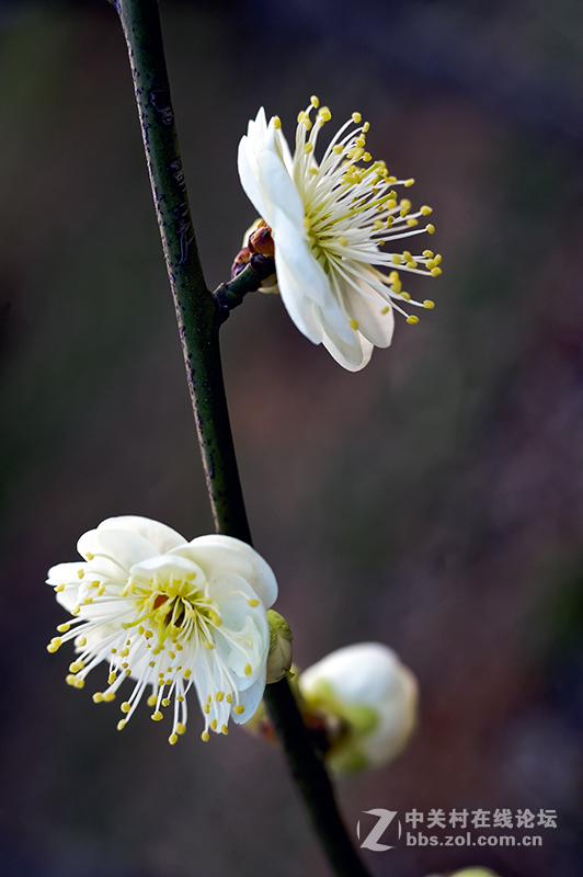 #版主坐堂#索尼 ILCE-7R摄影星空(中国)17-03月份部分单张精华作品推荐