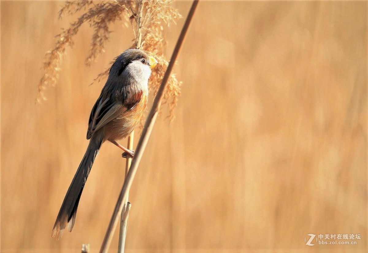 #版主坐堂#索尼 ILCE-7R摄影星空(中国)17-03月份部分单张精华作品推荐