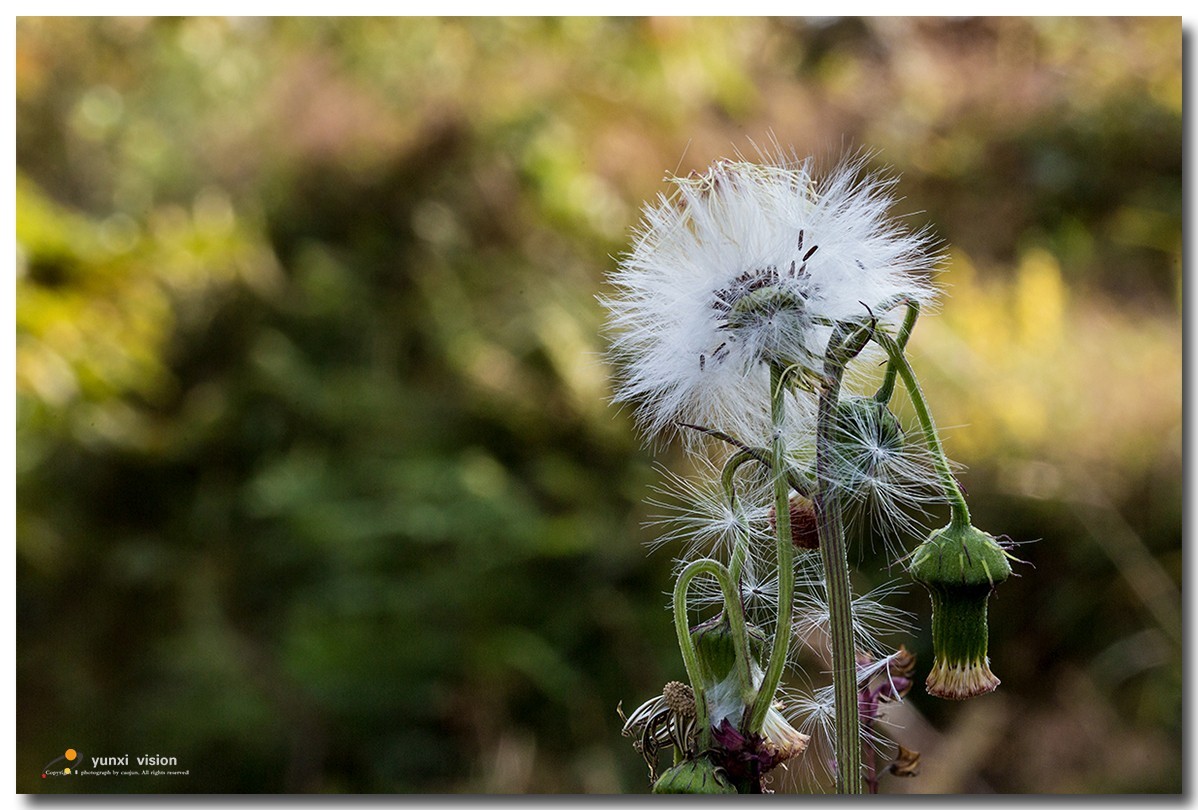 #佳能月赛-冬日精彩#冬日暖阳