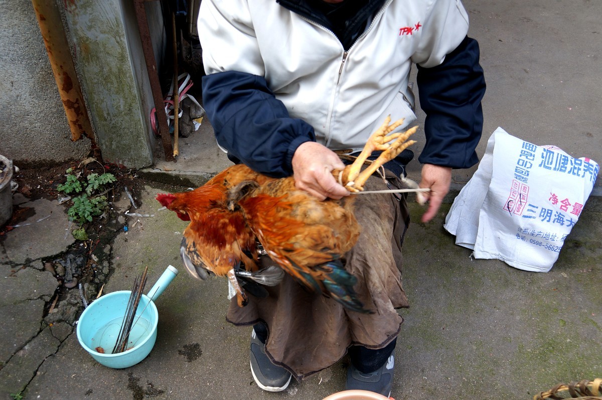偶拍---大公鸡的阉割方法