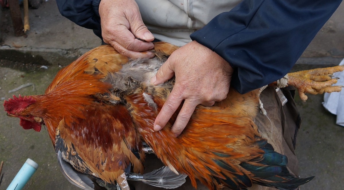 偶拍大公鸡的阉割方法