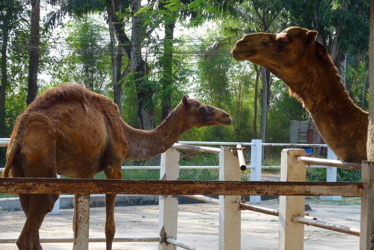 泰国春武里府差拉动物王国