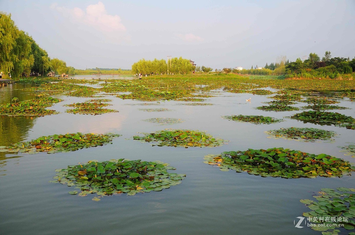 台儿庄双龙湖观鸟园随拍