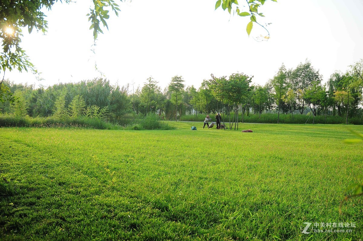 台儿庄双龙湖观鸟园随拍