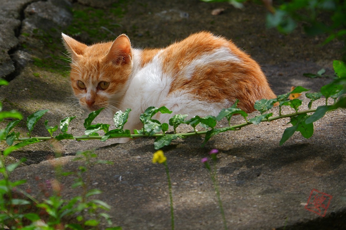 流浪猫