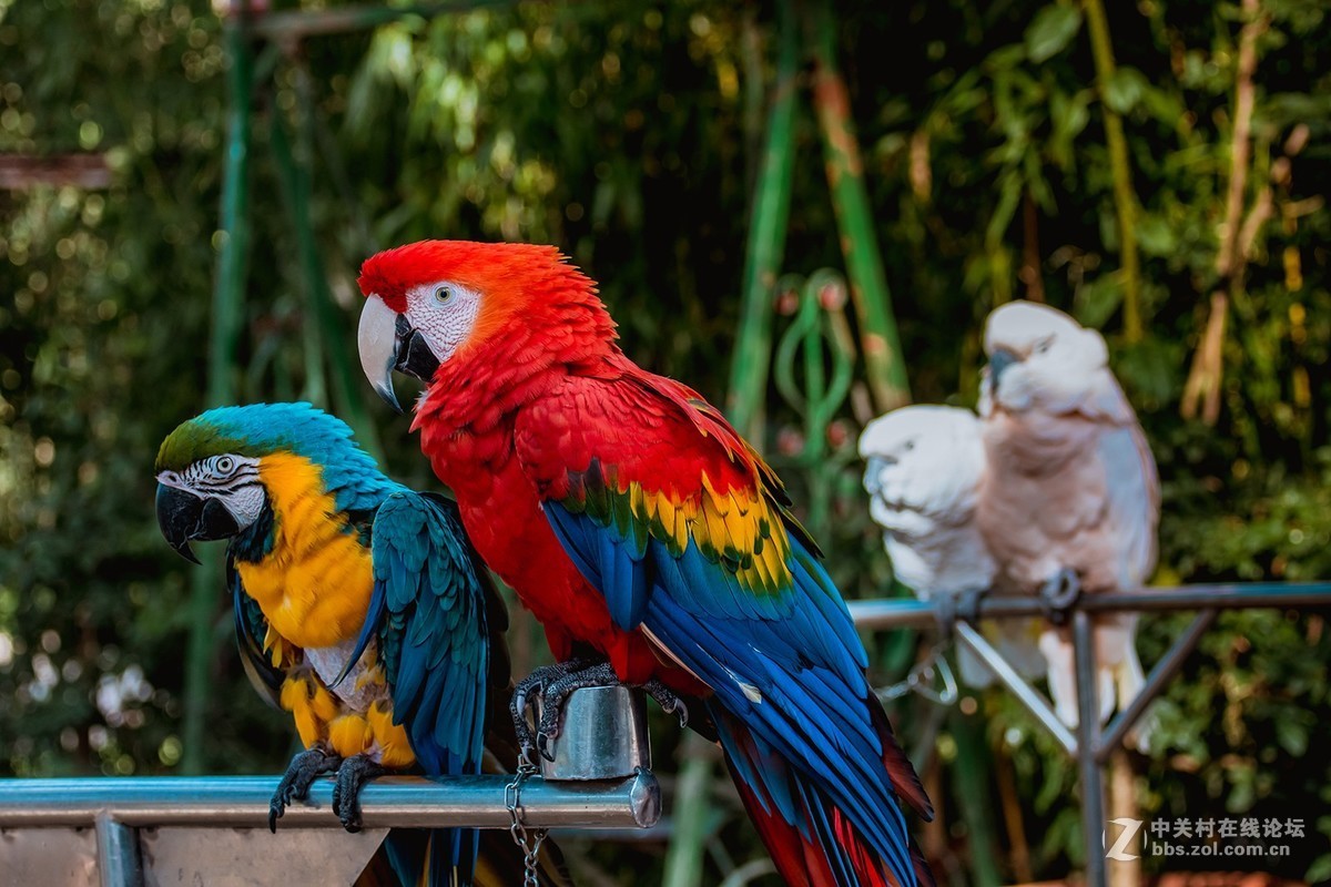 昆明野生动物园行摄
