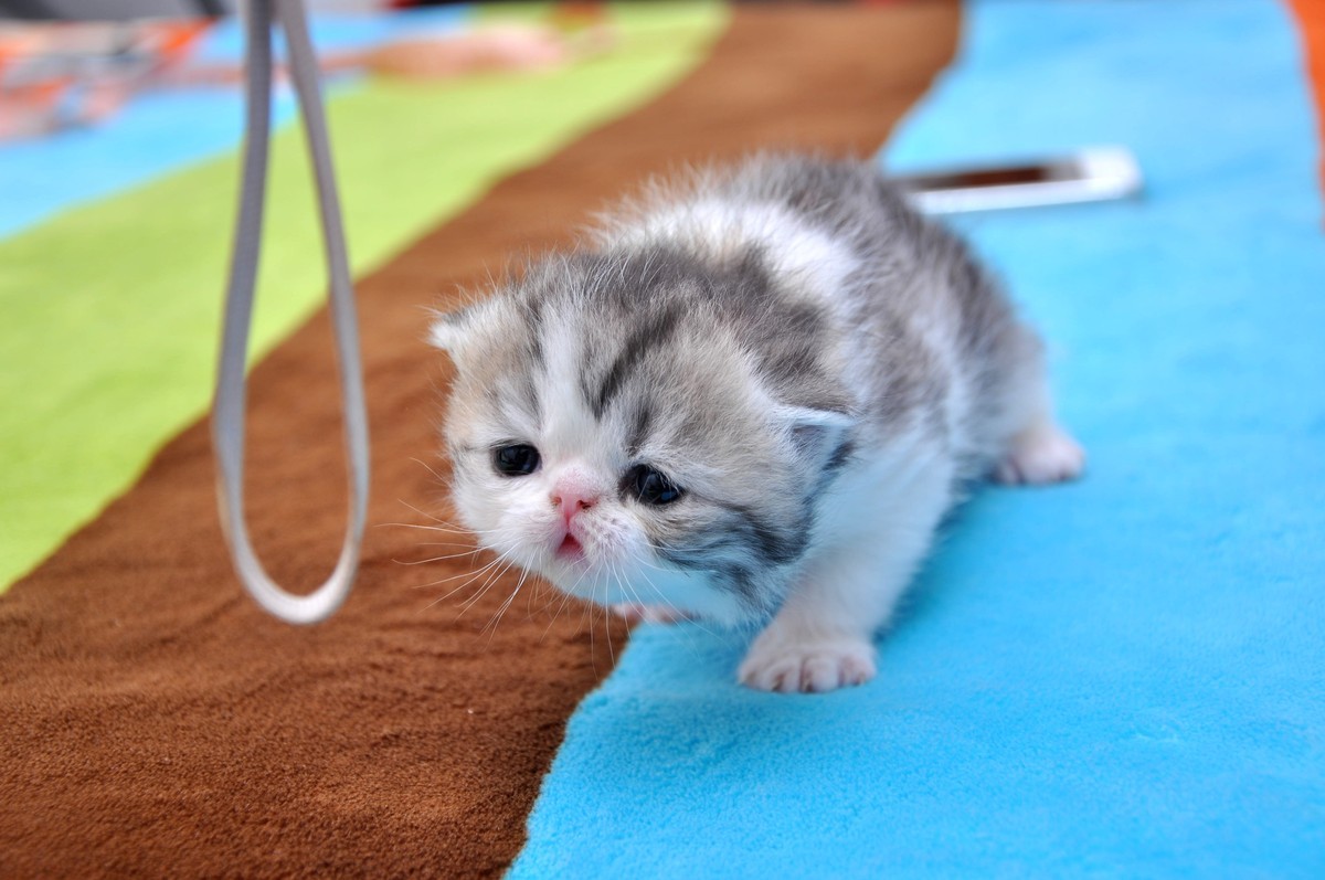 我家新成员“帅哥加美女”不是咖啡是加菲