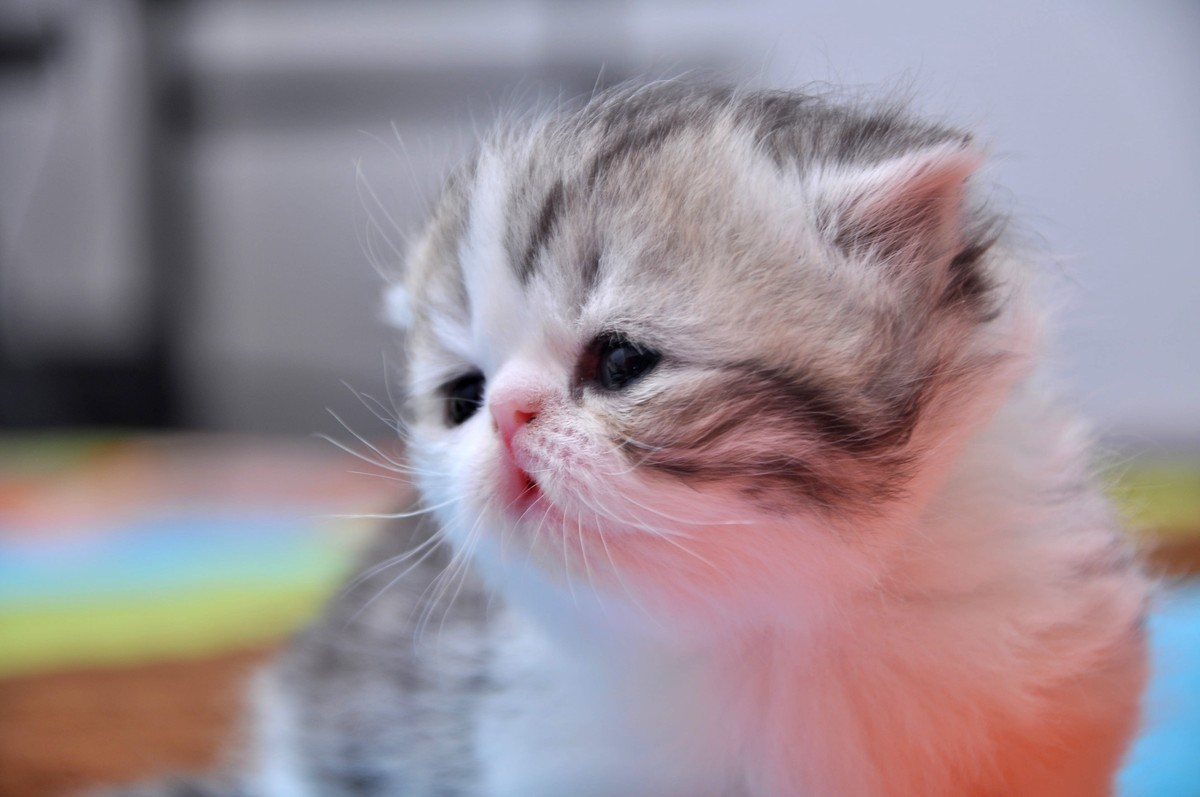 我家新成员“帅哥加美女”不是咖啡是加菲