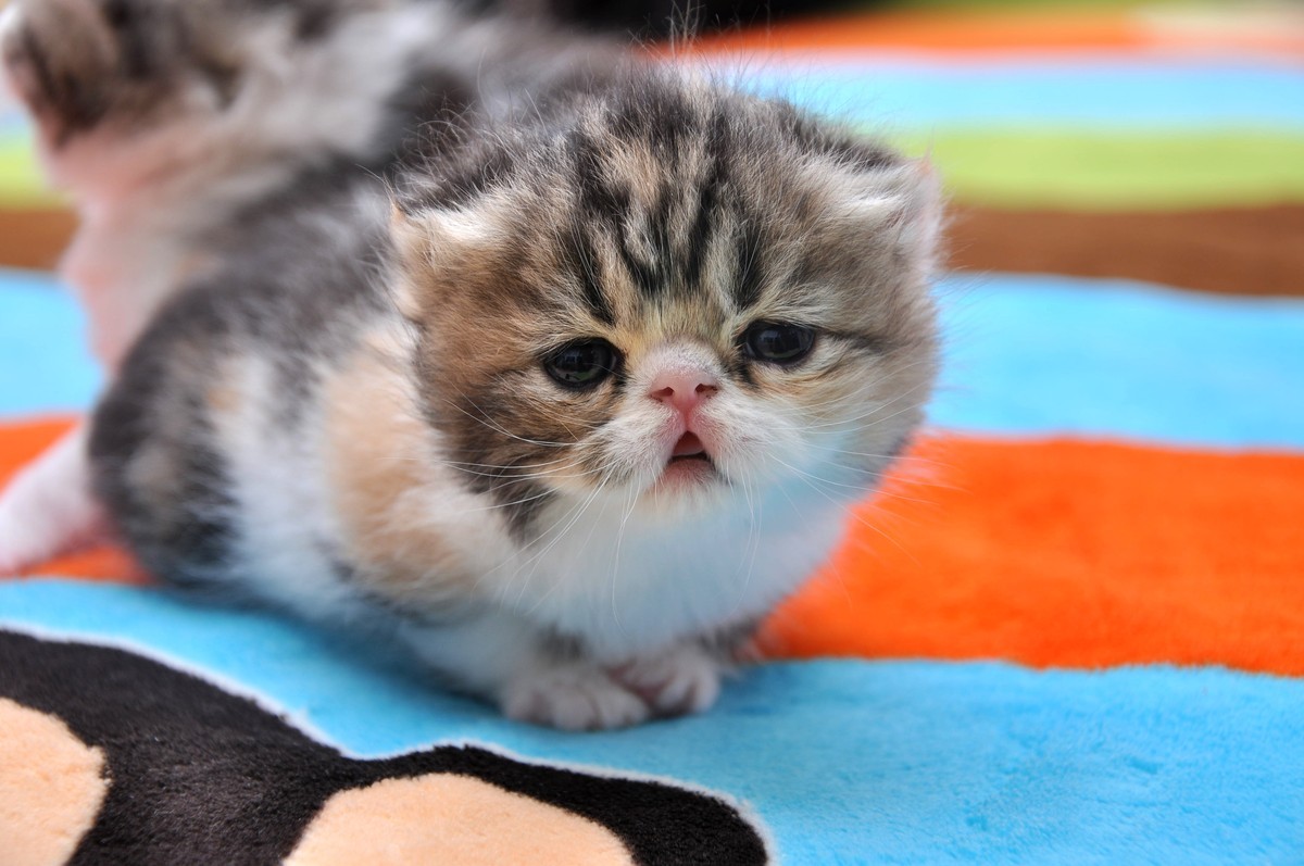 我家新成员“帅哥加美女”不是咖啡是加菲