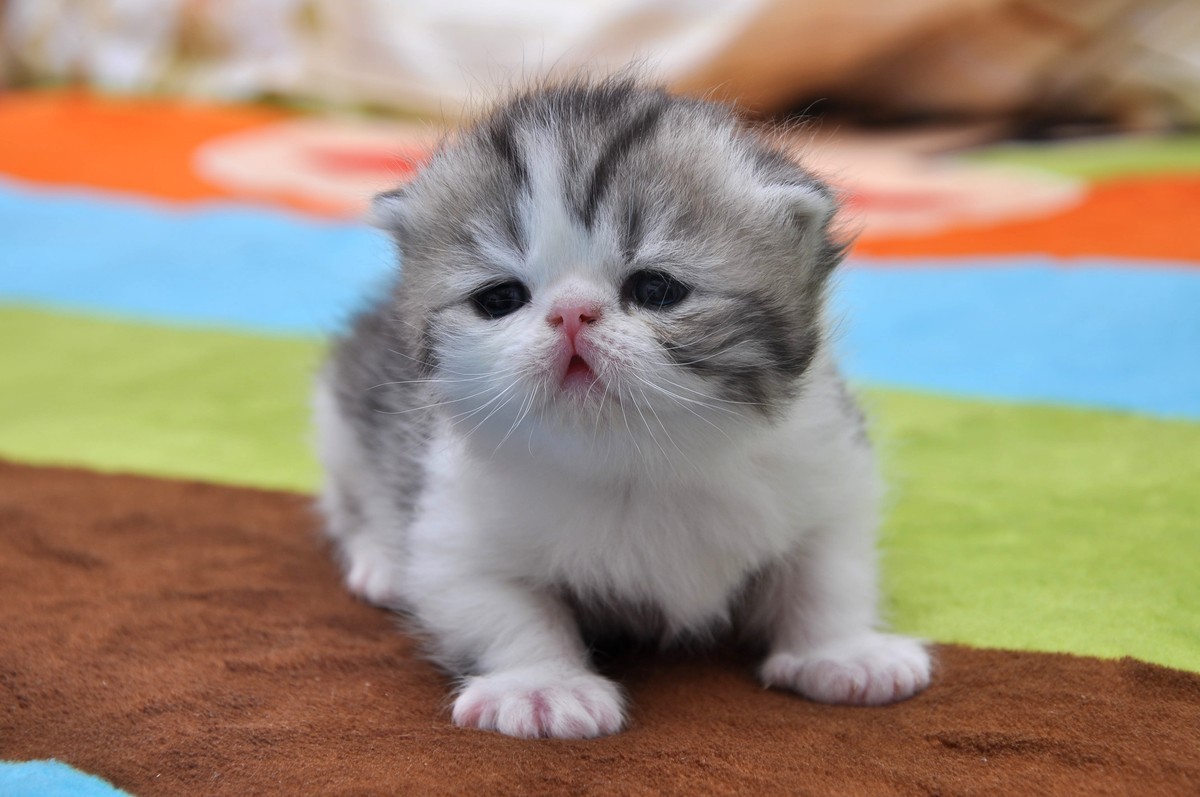 我家新成员“帅哥加美女”不是咖啡是加菲