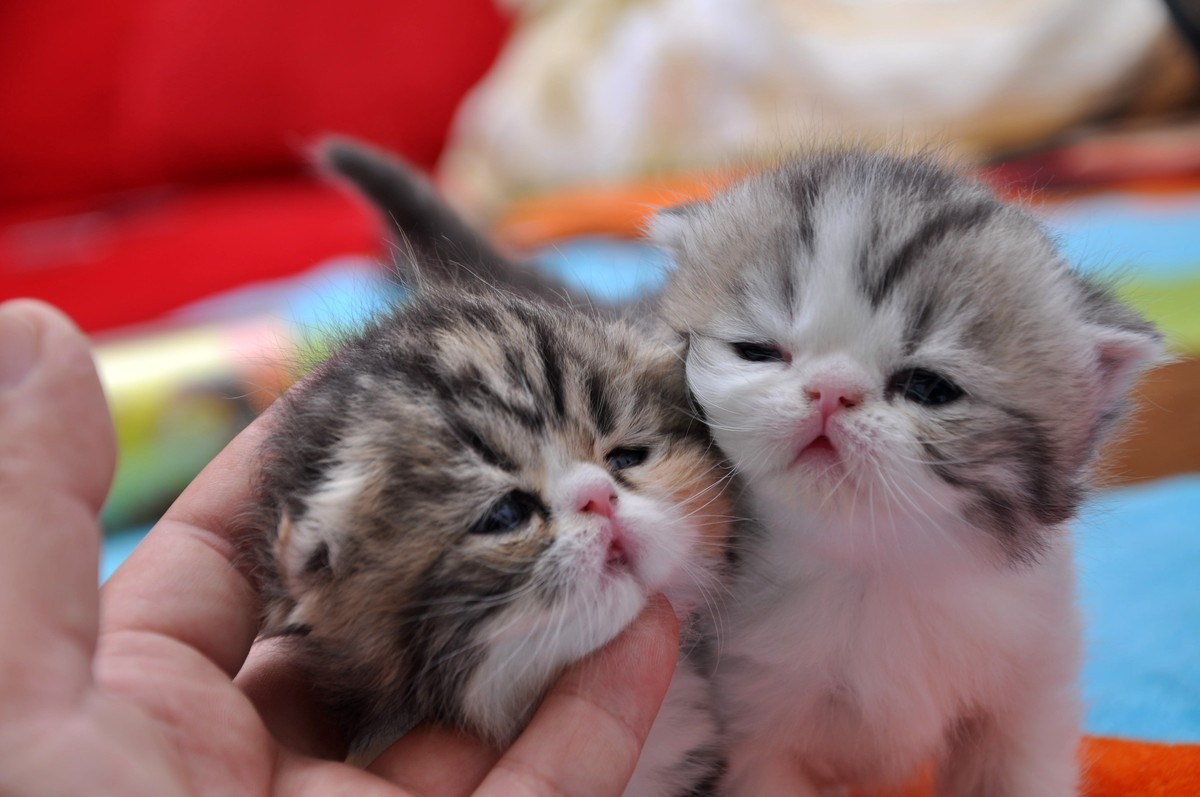 我家新成员“帅哥加美女”不是咖啡是加菲