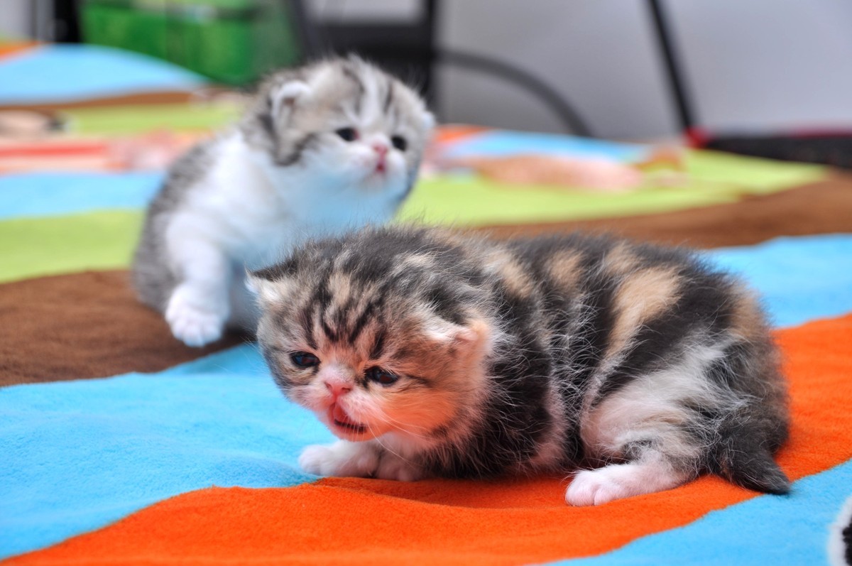 我家新成员“帅哥加美女”不是咖啡是加菲