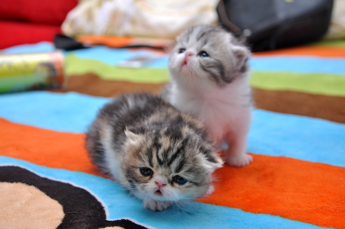 我家新成员“帅哥加美女”不是咖啡是加菲