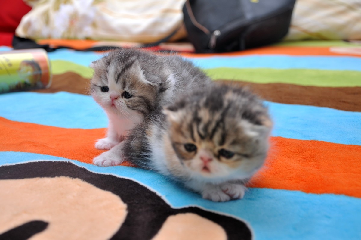 我家新成员“帅哥加美女”不是咖啡是加菲