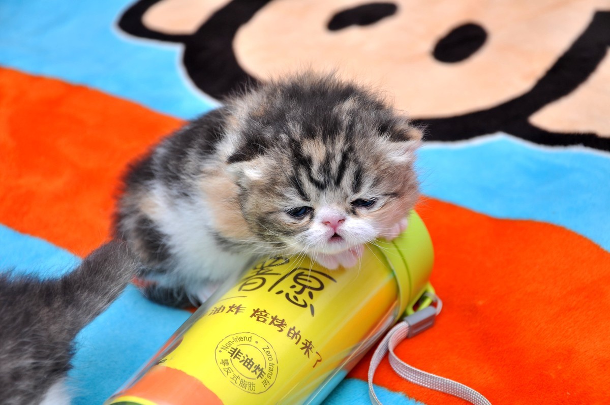 我家新成员“帅哥加美女”不是咖啡是加菲