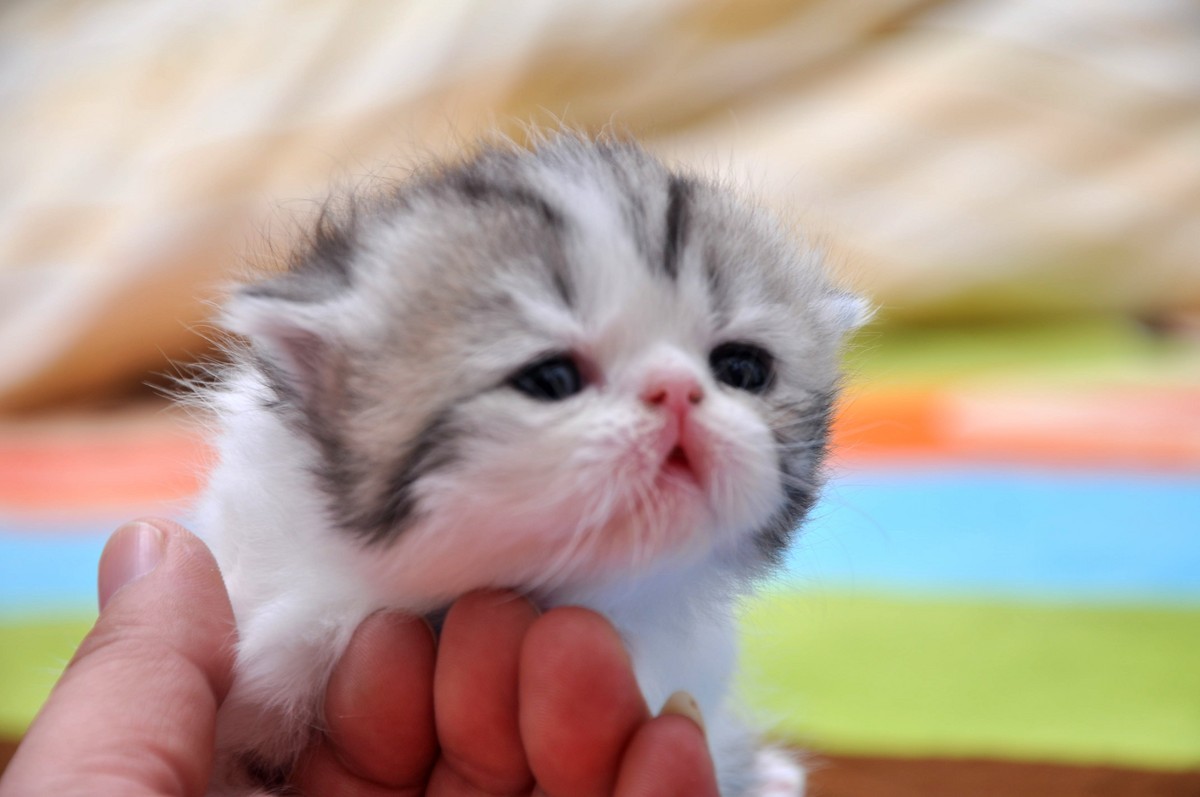 我家新成员“帅哥加美女”不是咖啡是加菲