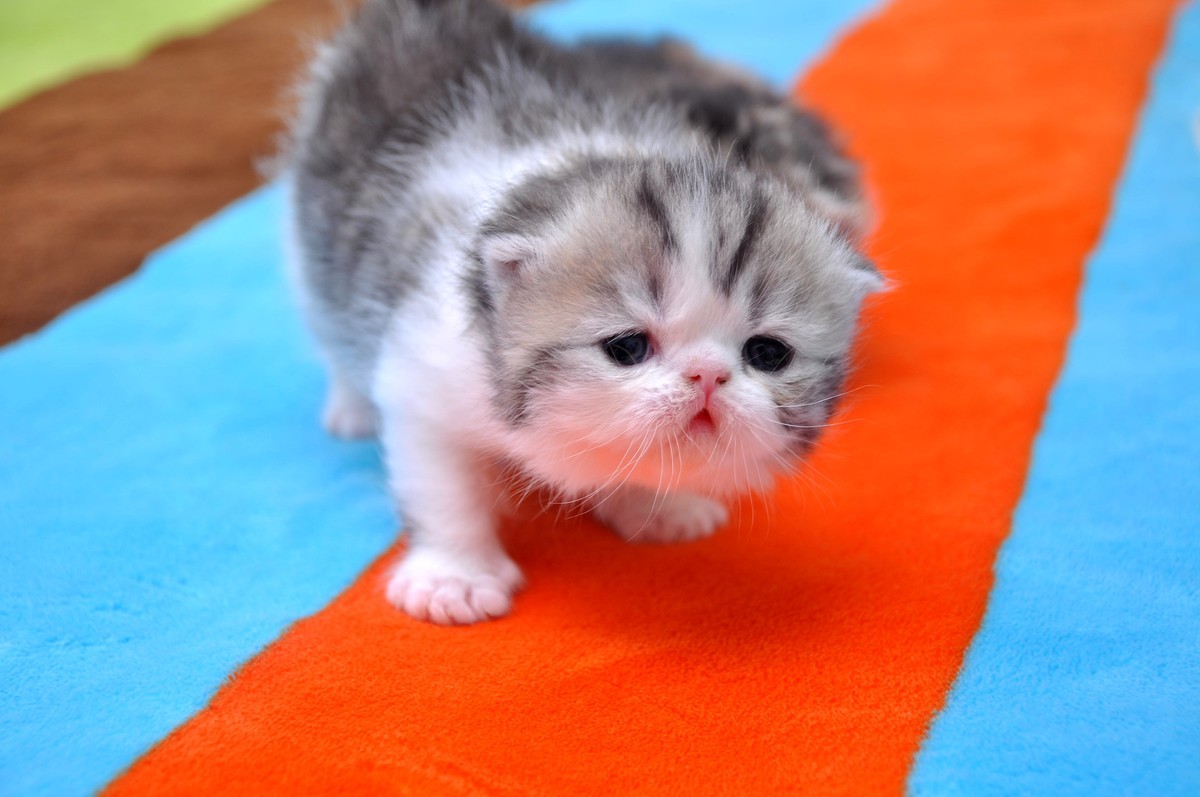 我家新成员“帅哥加美女”不是咖啡是加菲