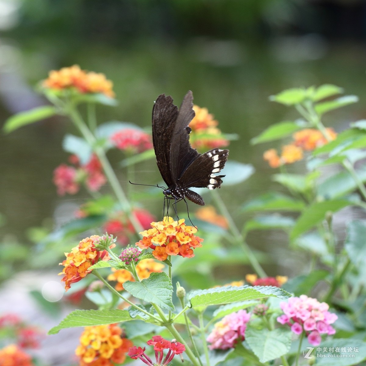 5DsR拍的蝴蝶（2）