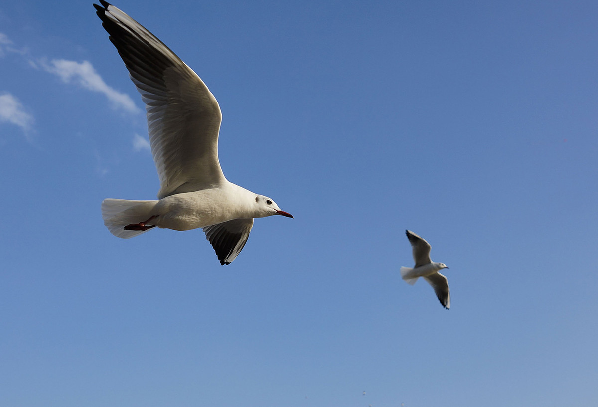 今年第一次去拍海鸥