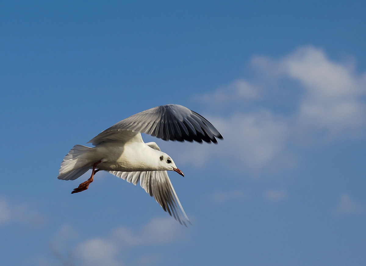 今年第一次去拍海鸥