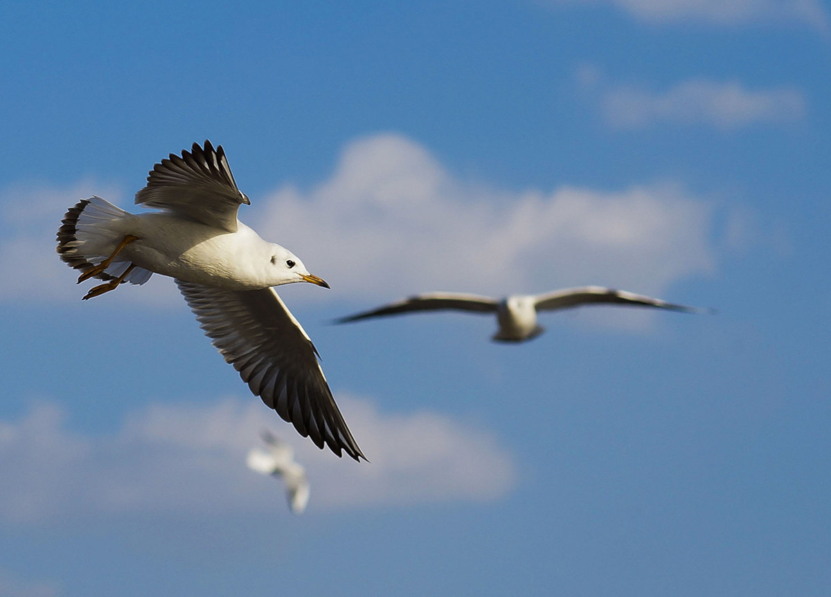 今年第一次去拍海鸥