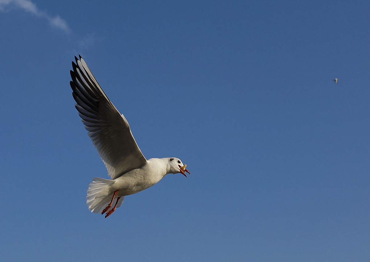 今年第一次去拍海鸥