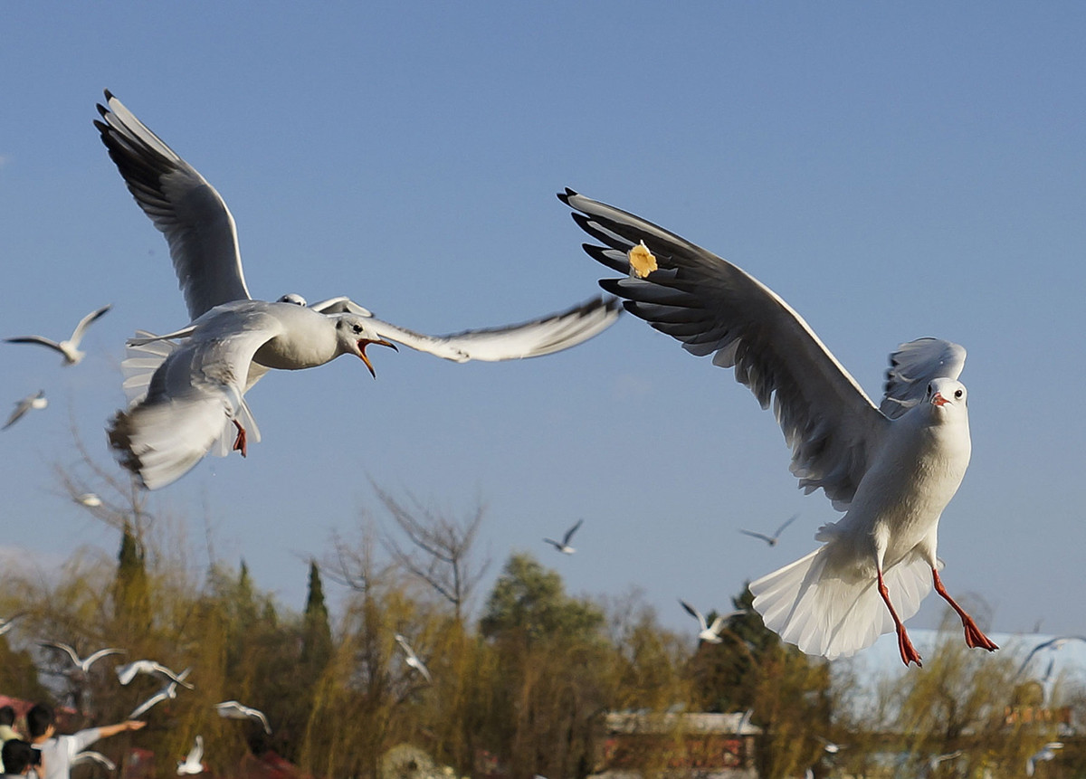 今年第一次去拍海鸥