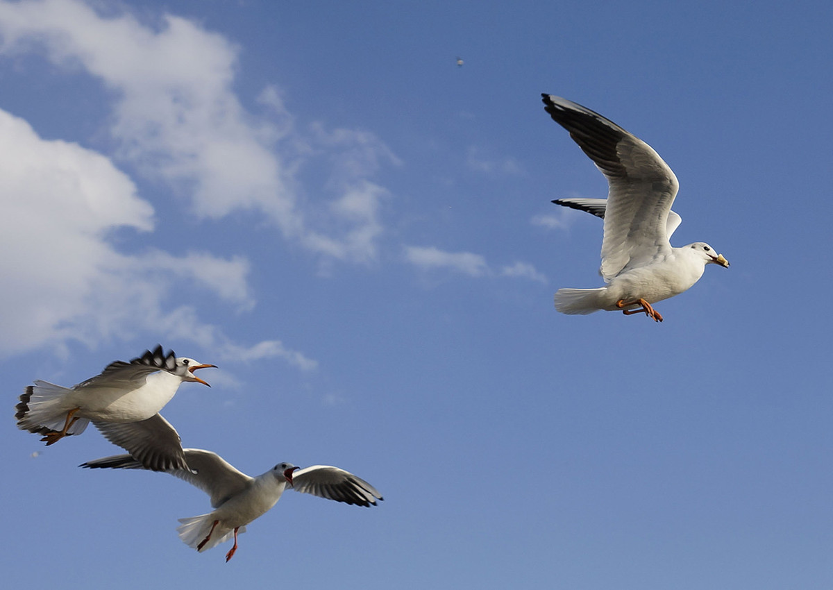 今年第一次去拍海鸥