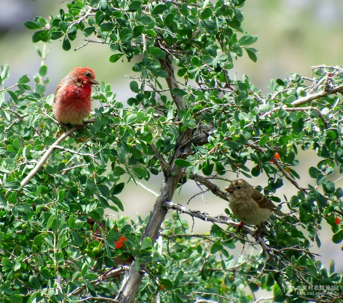天山南坡的普通朱雀
