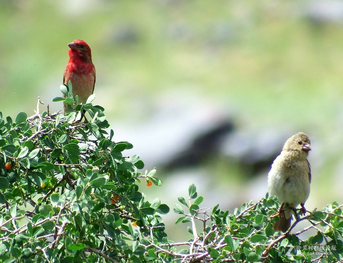 天山南坡的普通朱雀