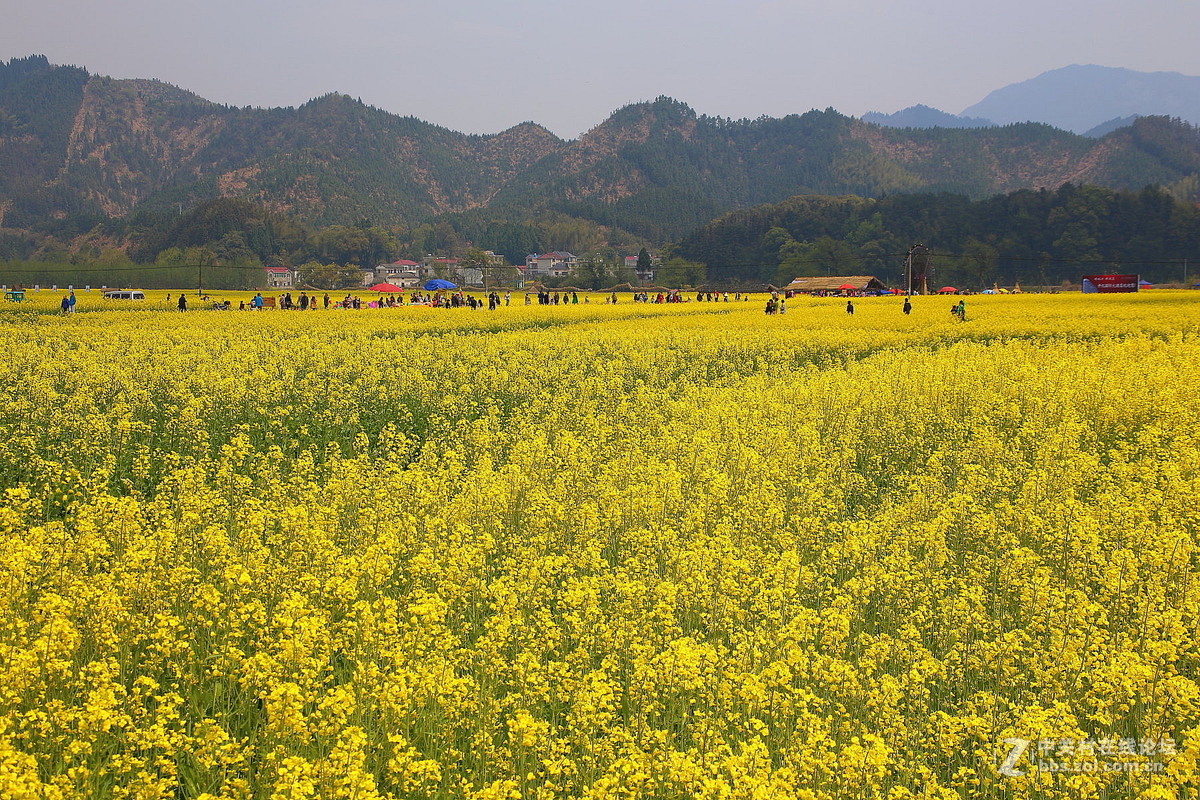 立江油菜花海