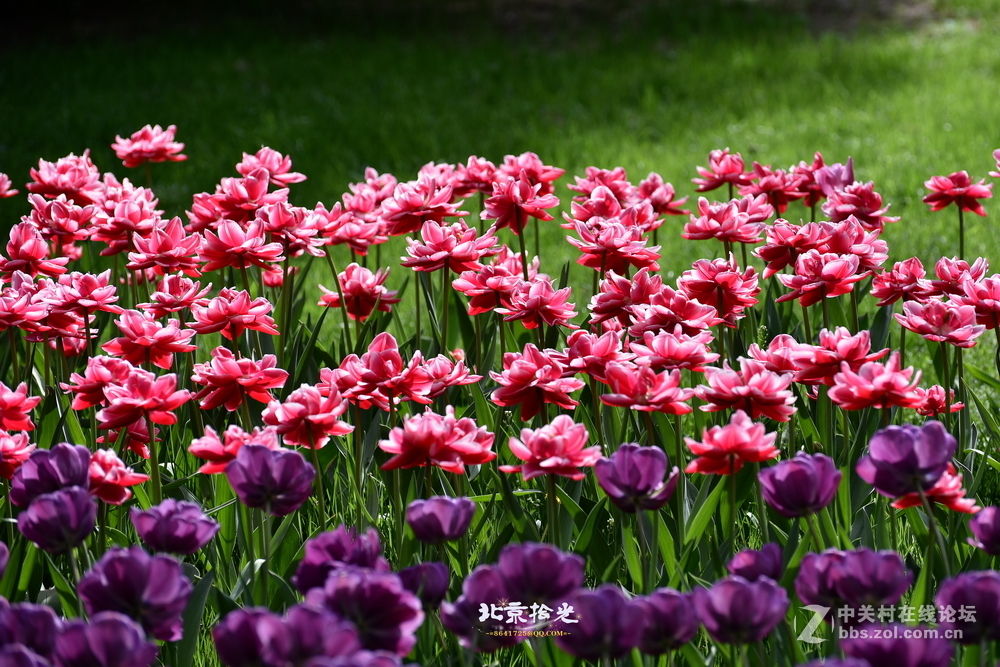 【郁金香-花海】缤纷烂漫，似锦如虹