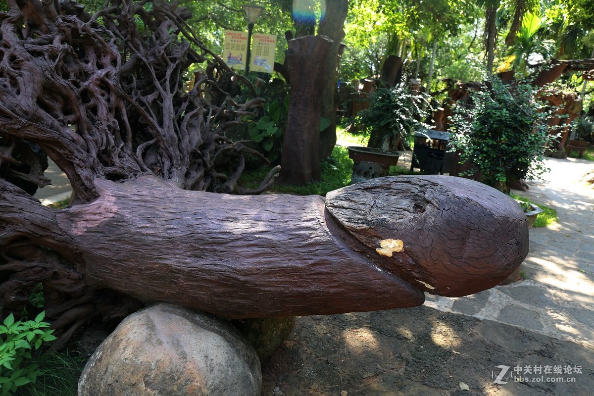 海口雷琼世界地质公园生命之源天地之根