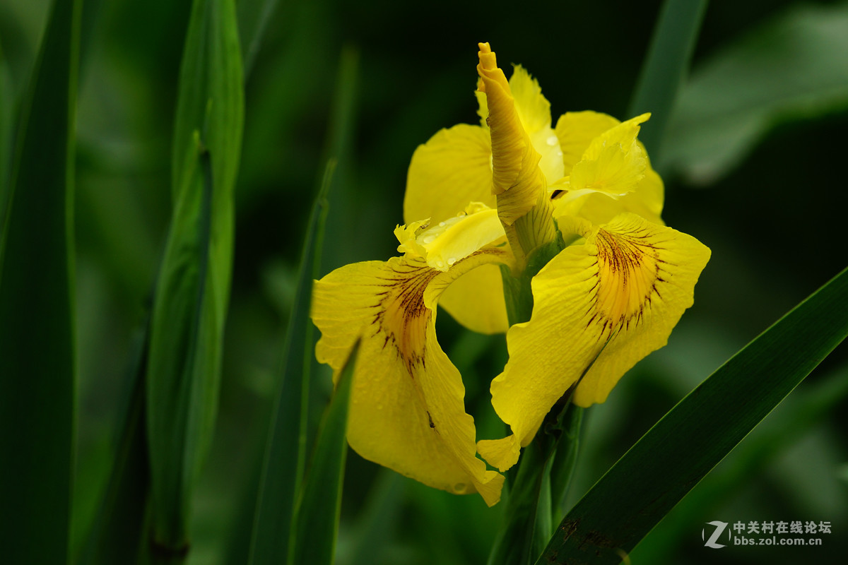鸢尾花与黄水菖蒲