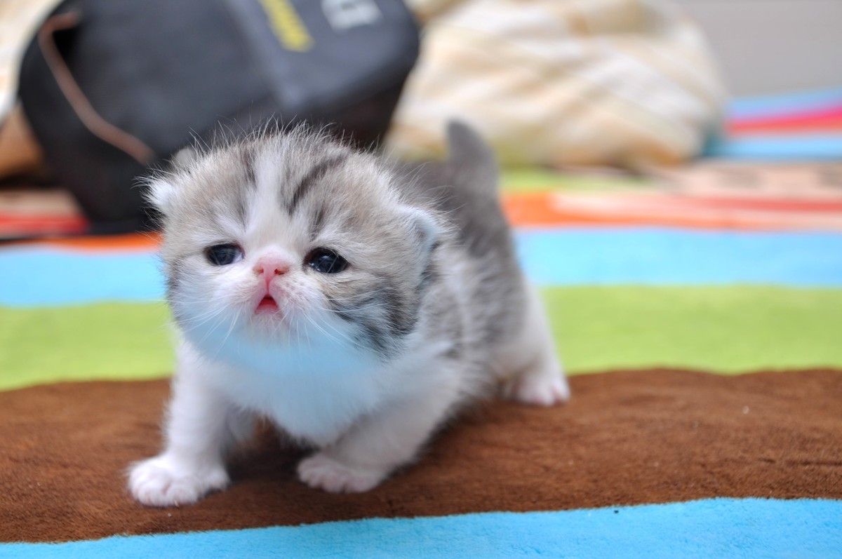 我家新成员“帅哥加美女”不是咖啡是加菲