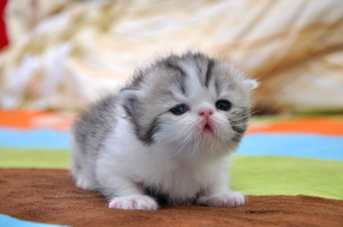 我家新成员“帅哥加美女”不是咖啡是加菲