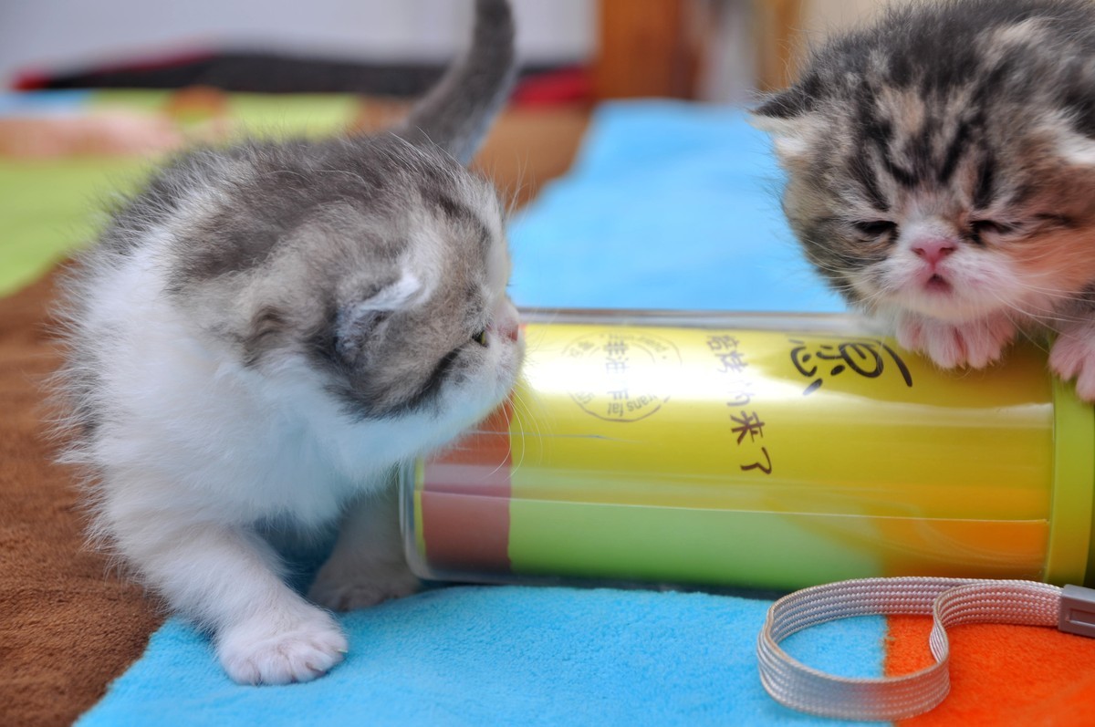 我家新成员“帅哥加美女”不是咖啡是加菲