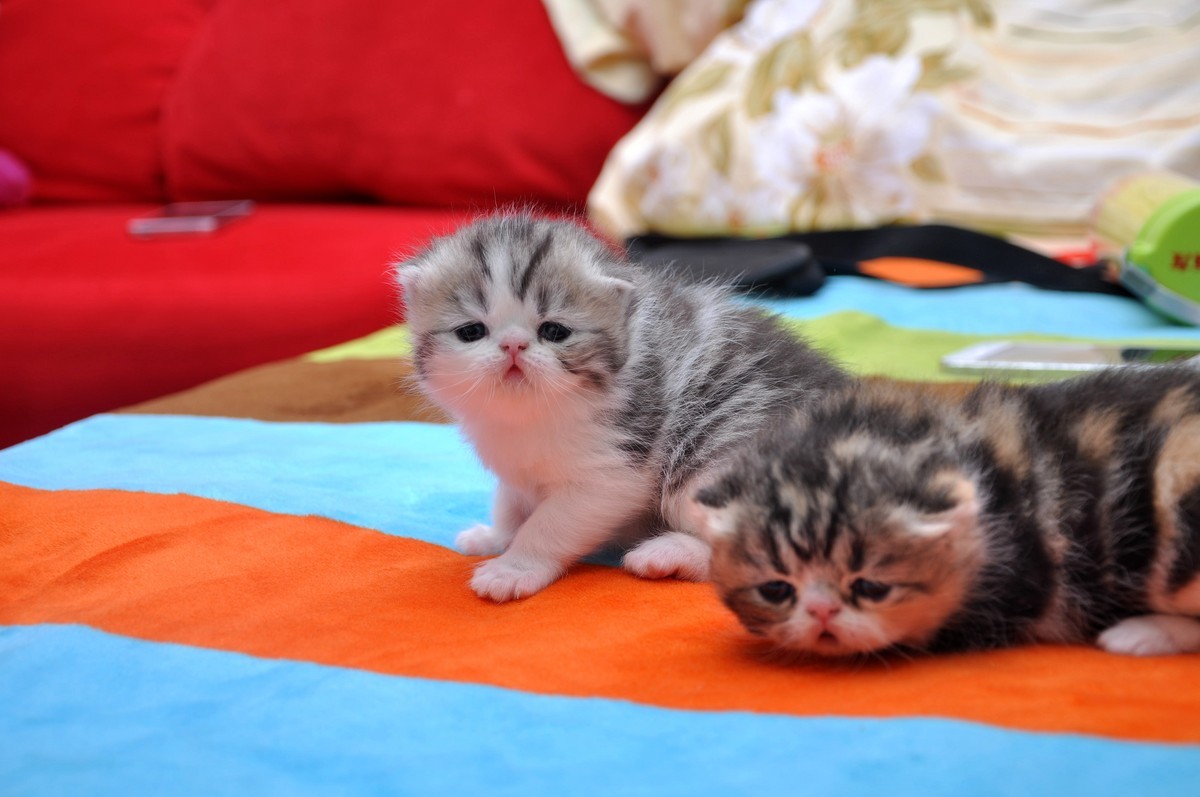 我家新成员“帅哥加美女”不是咖啡是加菲