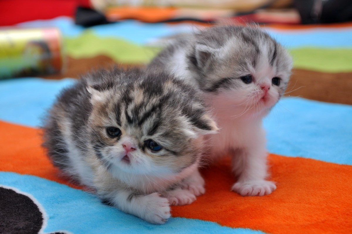 我家新成员“帅哥加美女”不是咖啡是加菲