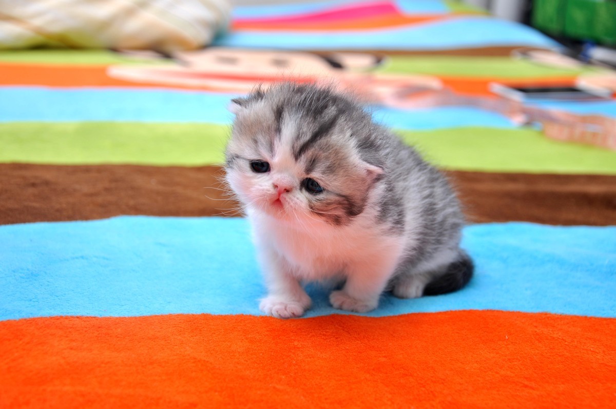 我家新成员“帅哥加美女”不是咖啡是加菲