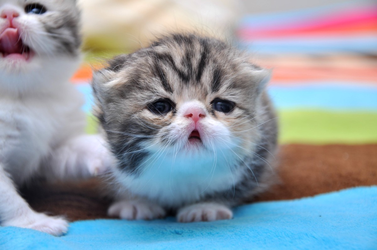 我家新成员“帅哥加美女”不是咖啡是加菲