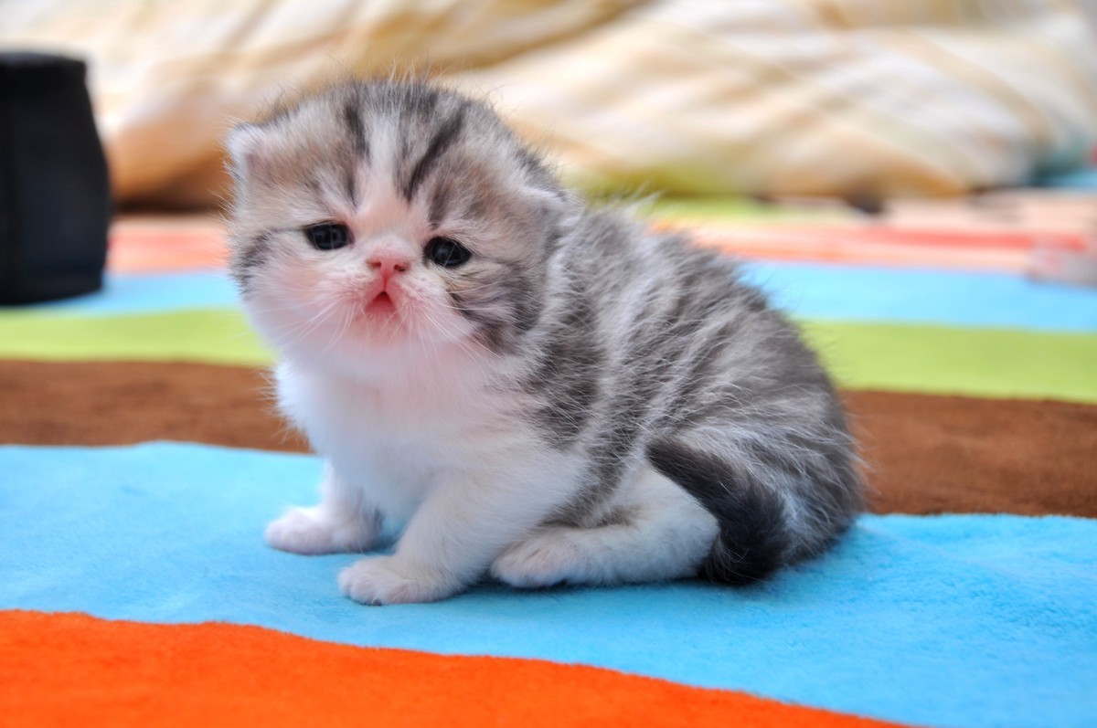 我家新成员“帅哥加美女”不是咖啡是加菲