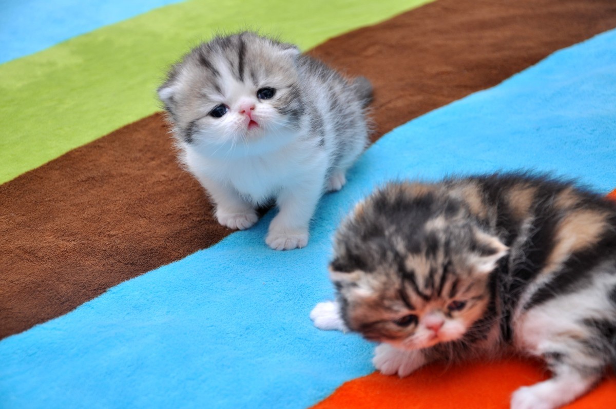 我家新成员“帅哥加美女”不是咖啡是加菲